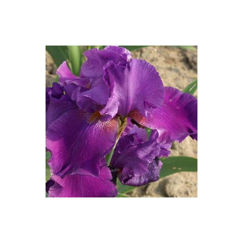 Iris des jardins Ambroise à fleurs Violette/ - feuillage Caduc - Godet - 5/20 cm - Imagen 1