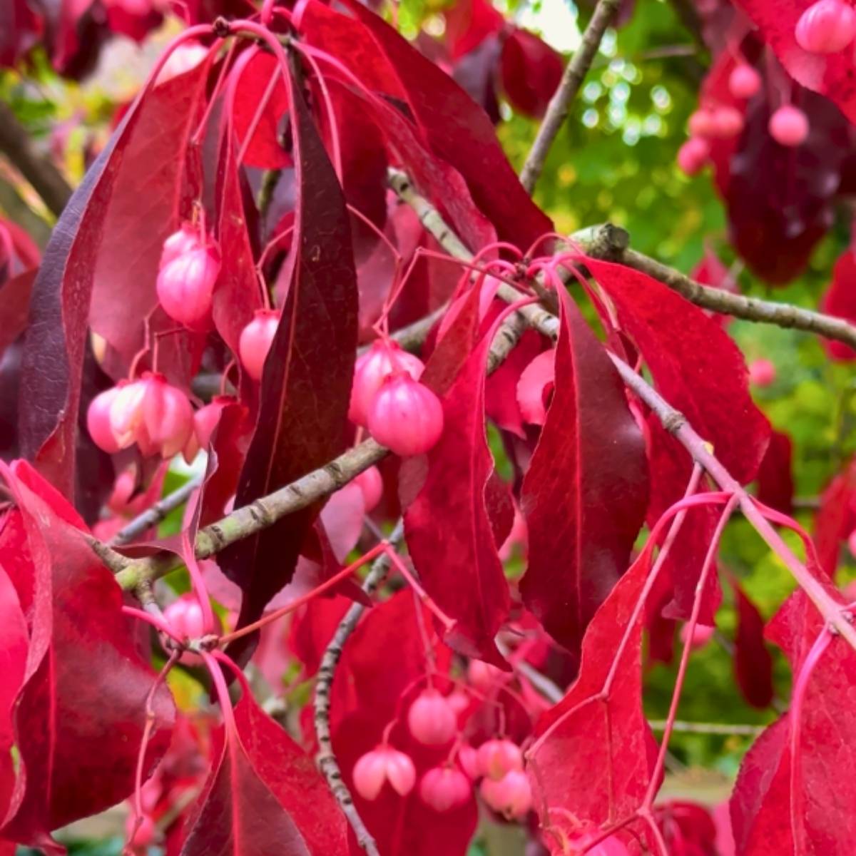 Promesse de Fleurs - Euonymus grandiflorus Ruby Wine - Fusain Pot de 4L/5L