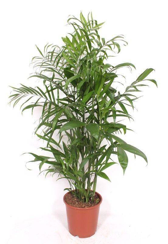 La Green Touch - Chamaedorea Seifrizii - D24 H150cm