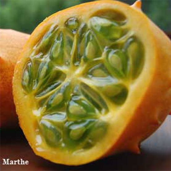 Kiwano - Concombre Cornu d'Afrique Bio - Ferme de Sainte Marthe le sachet de 20 graines environ