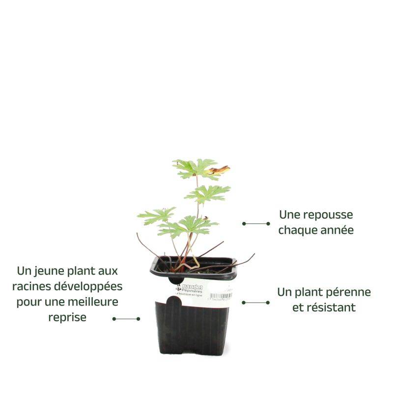 3 Géraniums 'Johnson's Blue' (Geranium) - Lot de 3 vivaces - Pépinières Naudet - Imagen 3