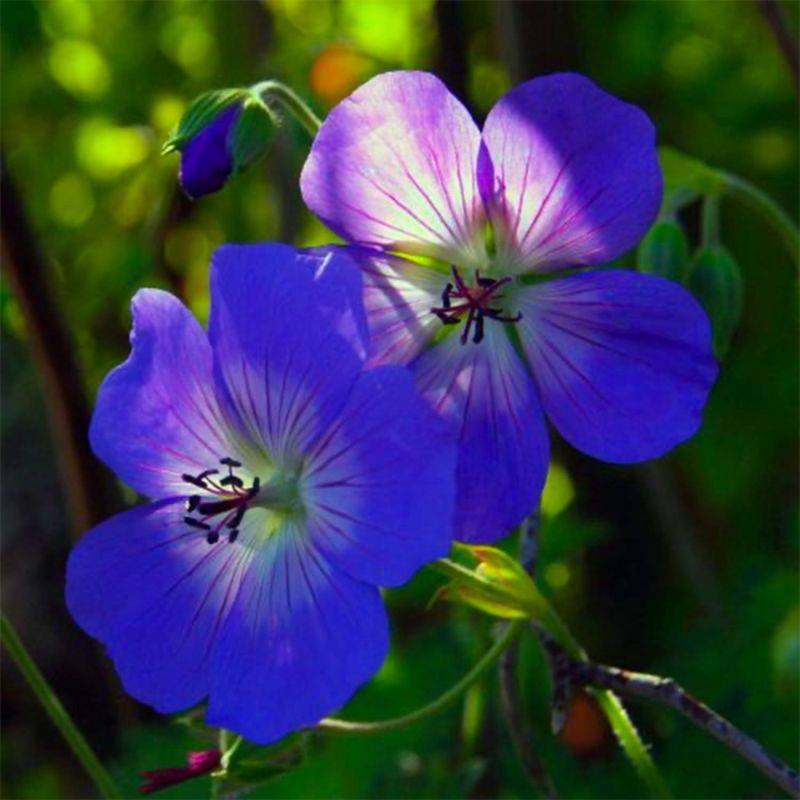 3 Géraniums 'Johnson's Blue' (Geranium) - Lot de 3 vivaces - Pépinières Naudet - Imagen 1