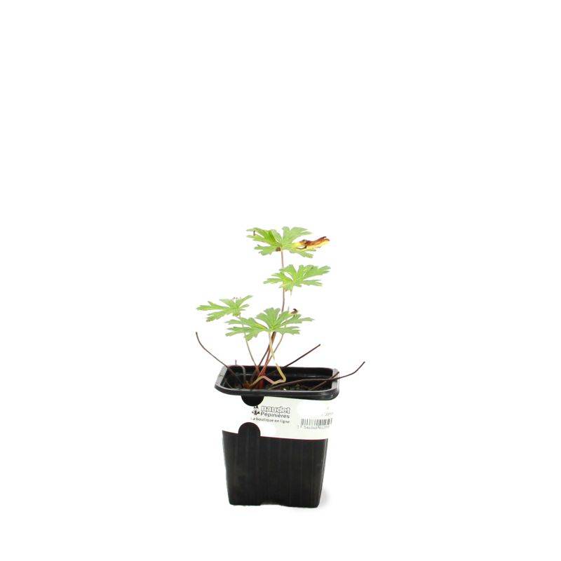 3 Géraniums 'Johnson's Blue' (Geranium) - Lot de 3 vivaces - Pépinières Naudet - Imagen 2