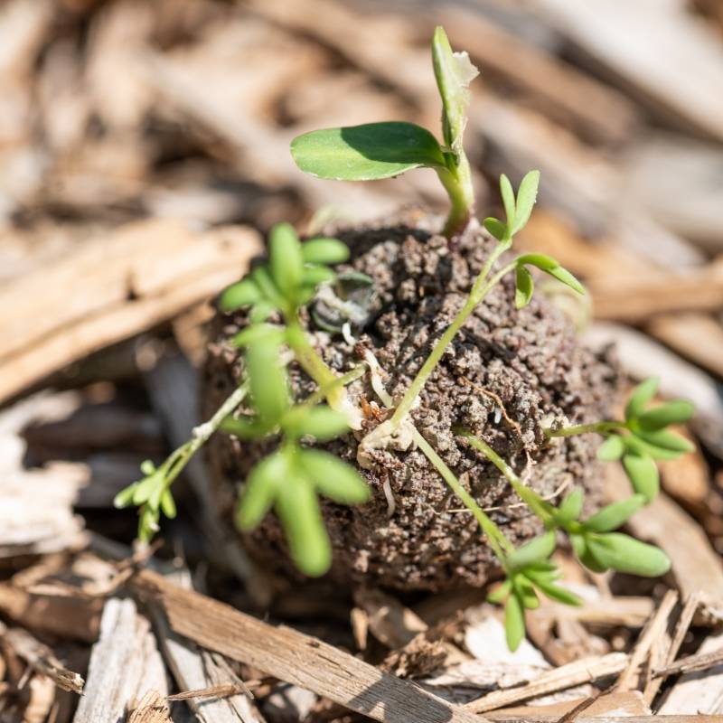 Veritable - Seed bombs zéro déchet - bombes de graines - Véritable - Imagen 4