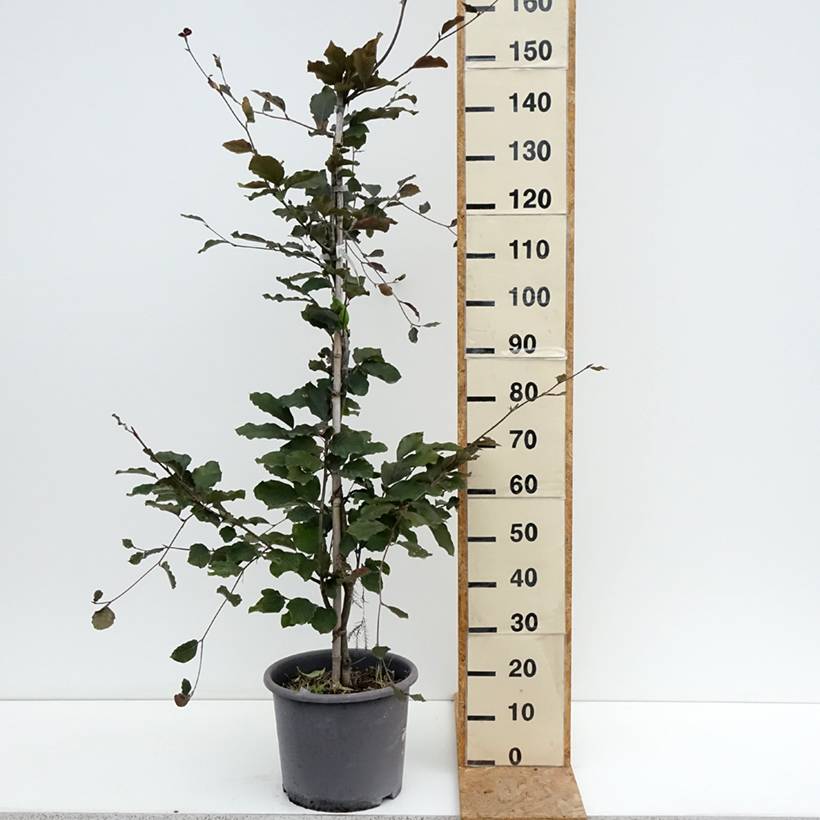 Promesse de Fleurs - Hêtre pourpre - Fagus sylvatica Riversii Pot de 12L/15L, Baliveau - Image 2