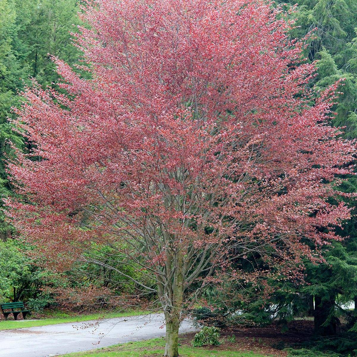 Promesse de Fleurs - Hêtre pourpre - Fagus sylvatica Riversii Pot de 12L/15L, Baliveau - Image 1