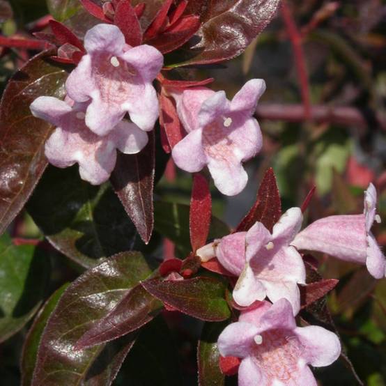 Abelia Edward Goucher, Abélia Edouard Goucher à fleurs Rose - feuillage Persistant - Pot de 7,5L - 40/60 cm- hauteur à maturité De 1,00 m à 1,50 m - Image 1