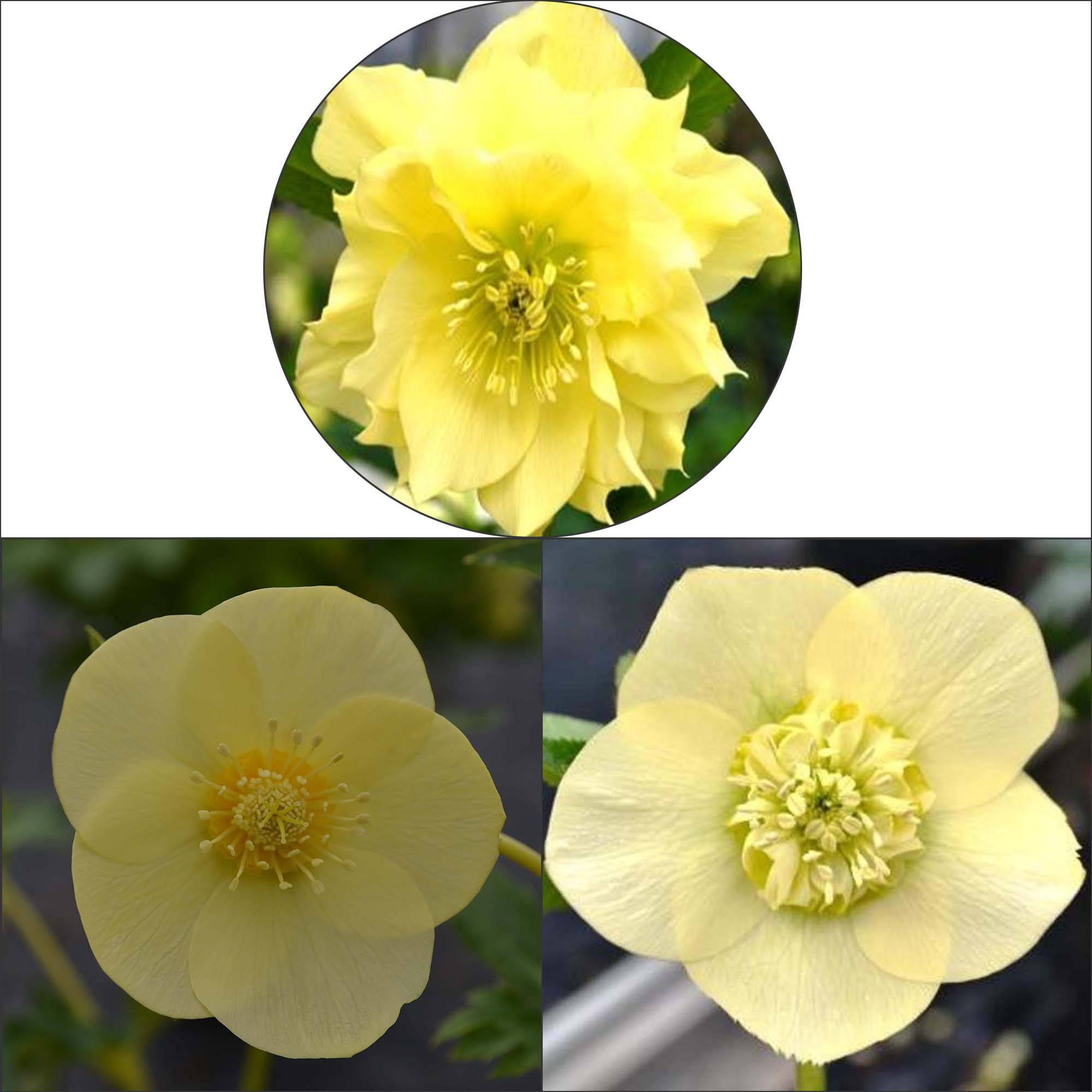 Promesse de Fleurs - Collection 3 Hellébores d'orient jaunes - Collection de 3 plantes