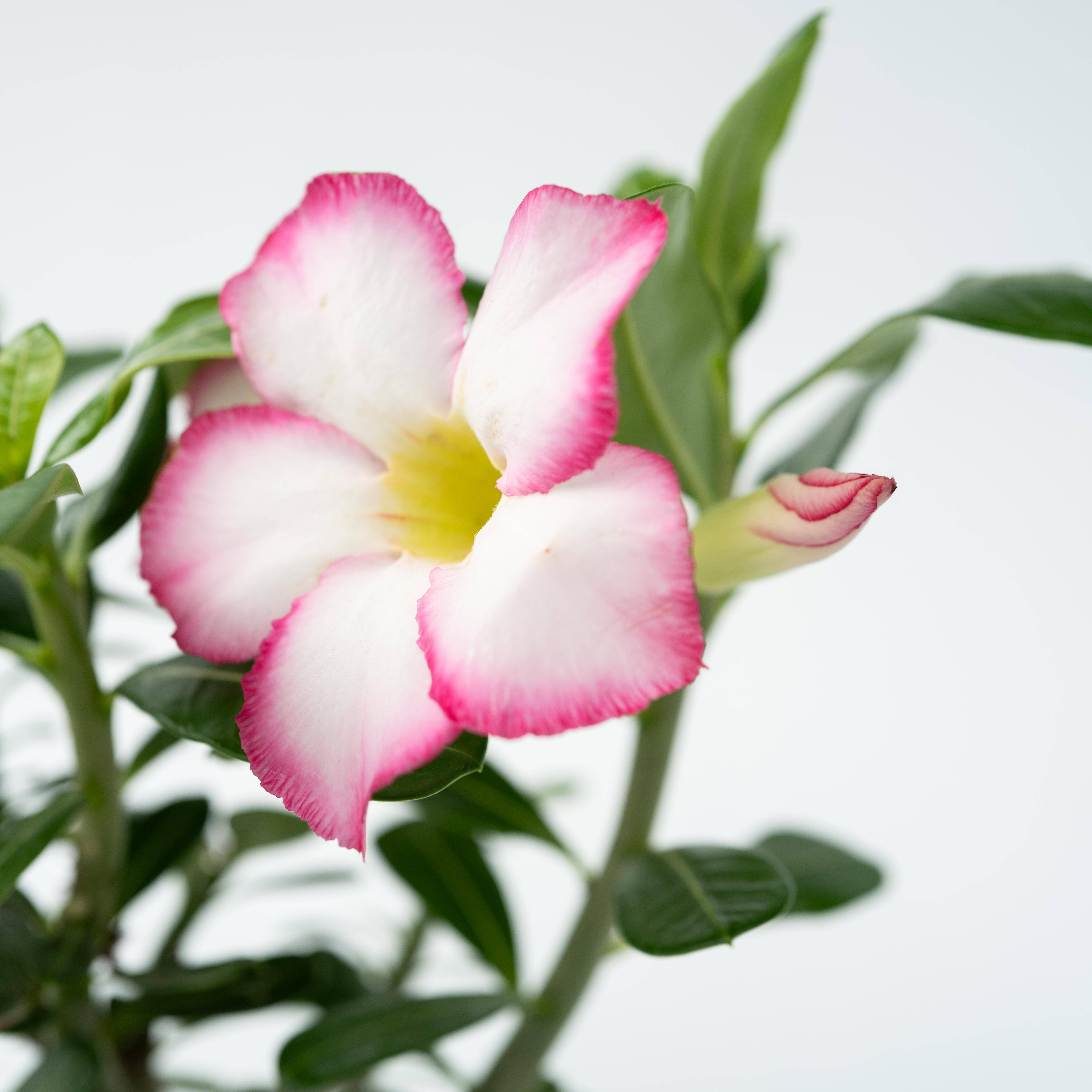 Plant In A Box - Rose du désert - Adenium obesum 'Pink Star' - Hauteur 30-45cm - ⌀13cm - Image 3