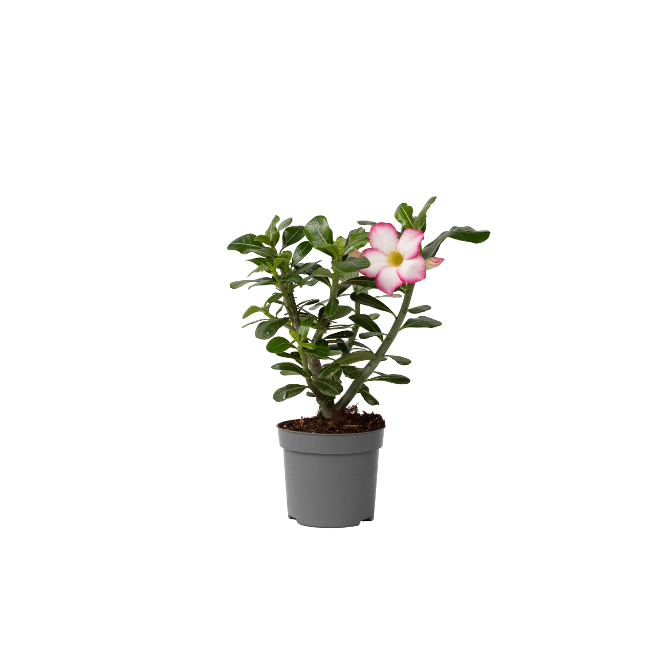 Plant In A Box - Rose du désert - Adenium obesum 'Pink Star' - Hauteur 30-45cm - ⌀13cm