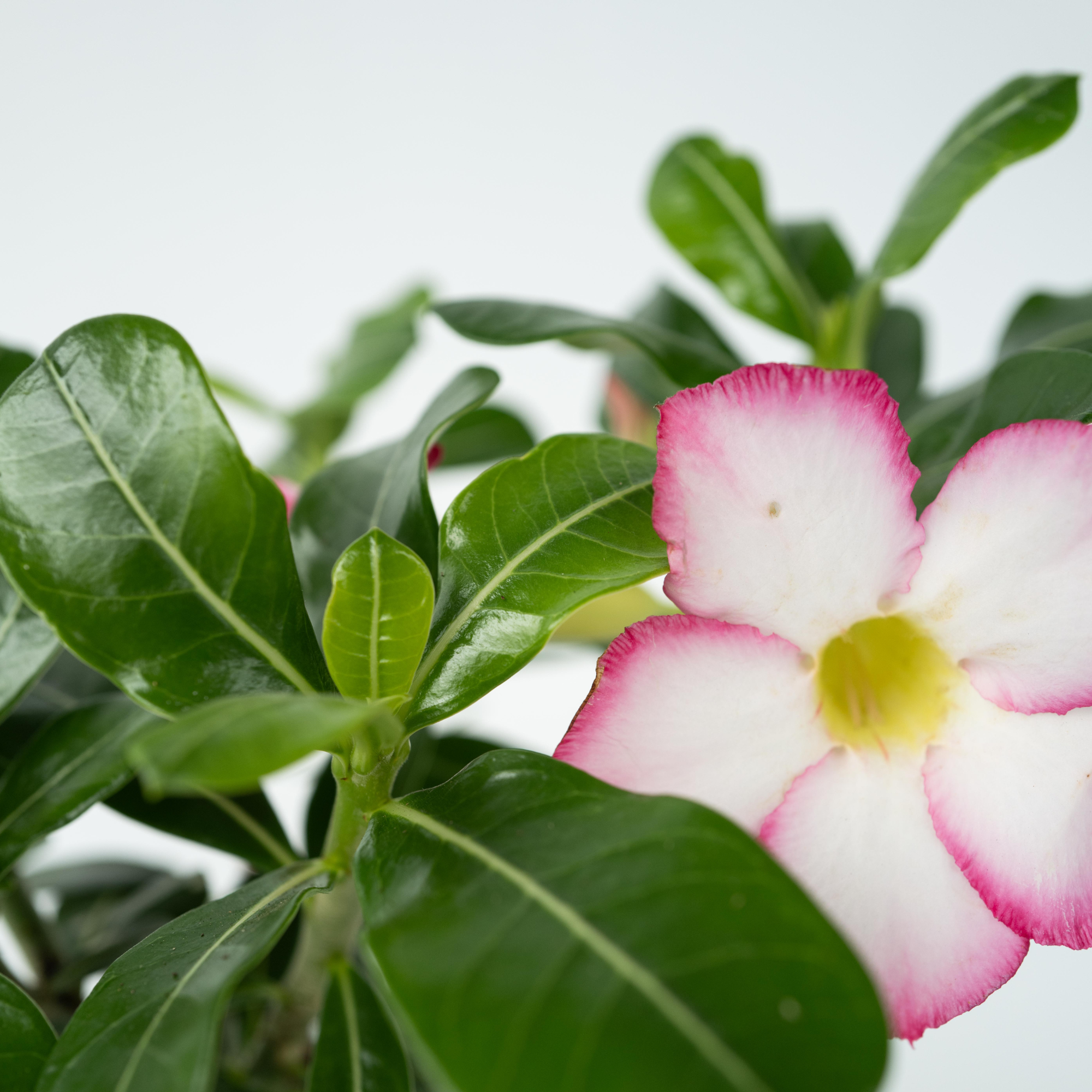 Plant In A Box - Rose du désert - Adenium obesum 'Pink Star' - Hauteur 30-45cm - ⌀13cm - Image 4