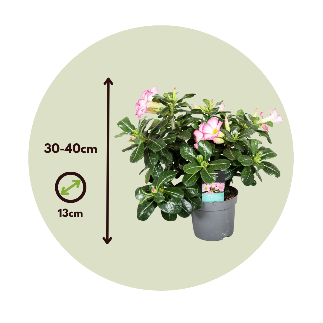 Plant In A Box - Rose du désert - Adenium obesum 'Pink Star' - Hauteur 30-45cm - ⌀13cm - Image 5