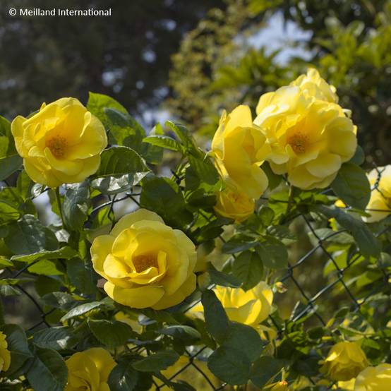 Rosier grimpant Happiness Pot de 4L/5L