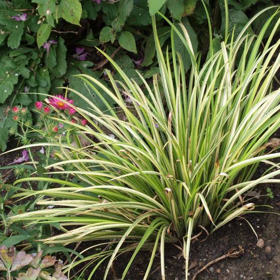 Acorus gramineus Variegata - Jonc japonais panaché Pot de 2L/3L