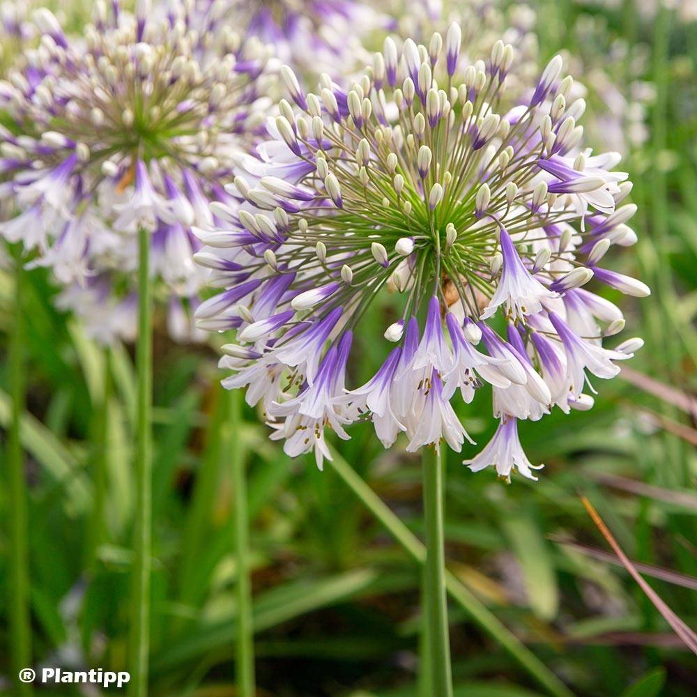 Promesse de Fleurs - Agapanthe hybride Fireworks Godet de 8/9 cm