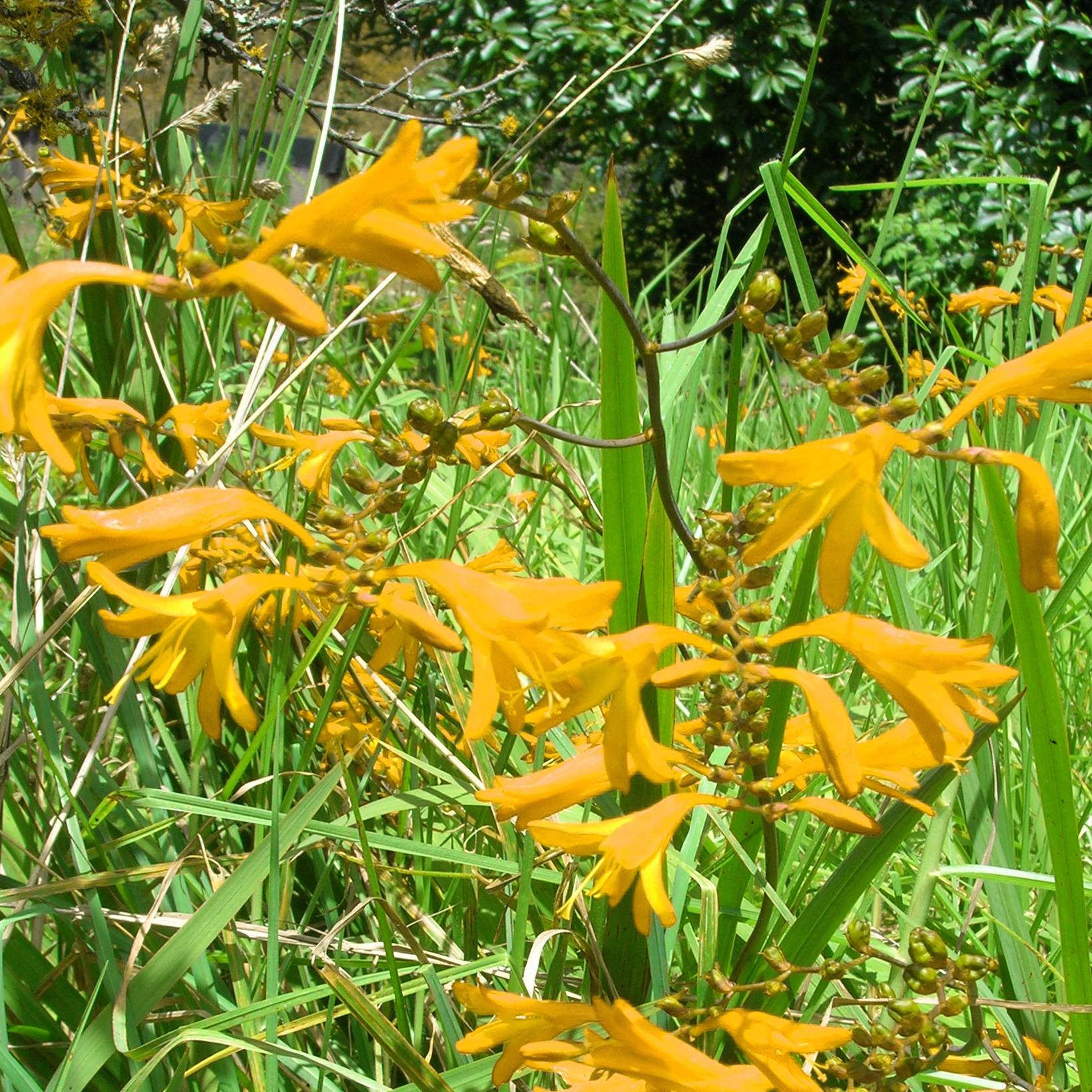 Crocosmia crocosmiiflora Norwich Canary -  Montbretia Godet de 8/9 cm calibre 7+
