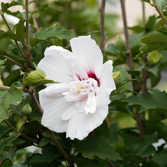 Hibiscus syriacus China Chiffon - Althéa blanc Pot de 12L/15L, Demi-Tige