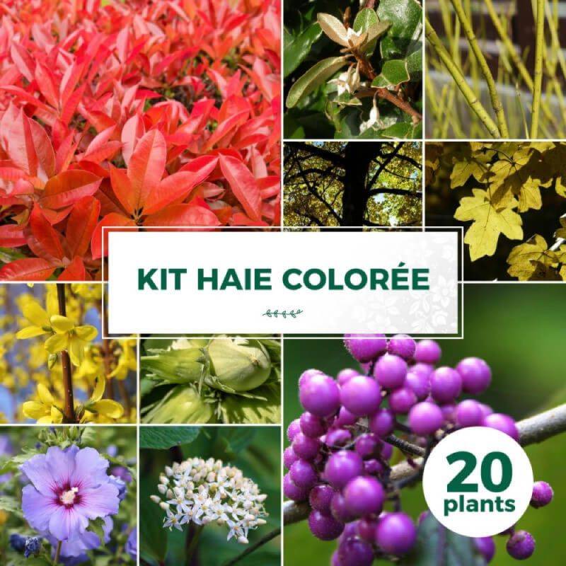 Haie Colorée - 20 arbustes -  - Pépinières Naudet - Image 1
