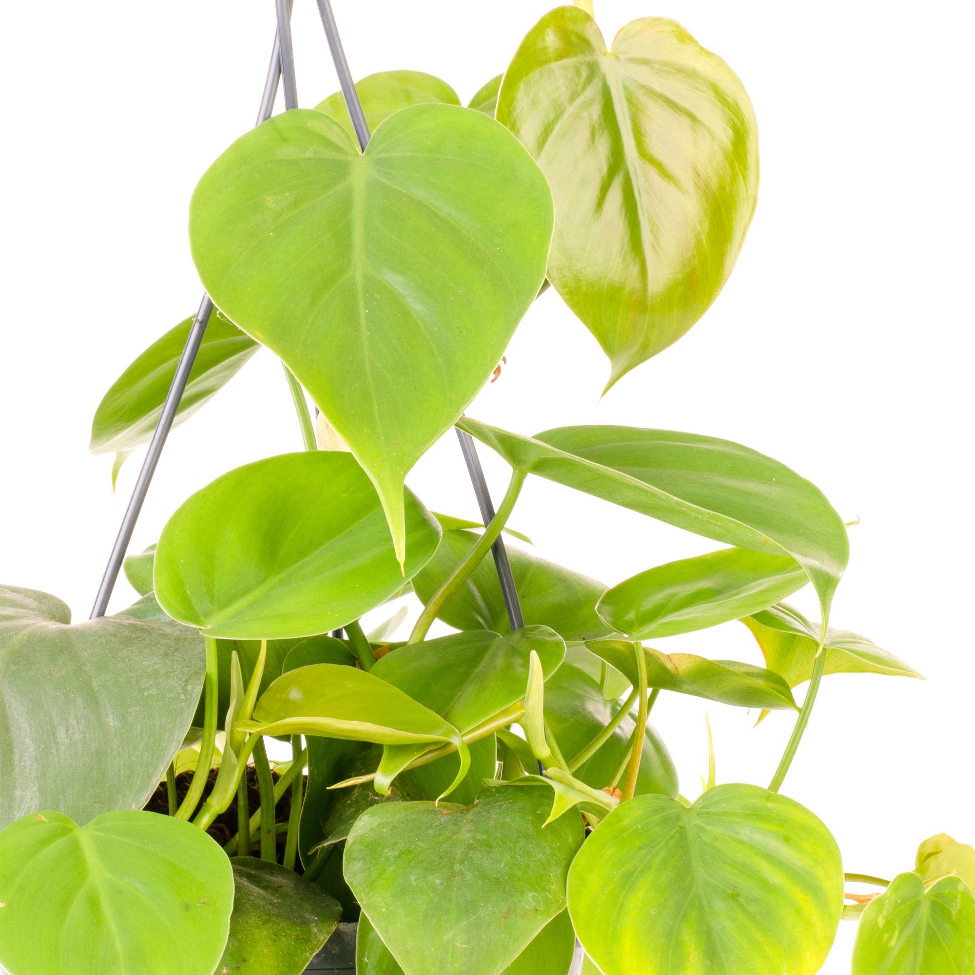 Gardenersdream - Philodendron Scandens - Philodendron Grimpant | Plante D'Intérieur Suspendue Pour Maison Ou Bureau De 15 Cm - GardenersDream - Imagen 3