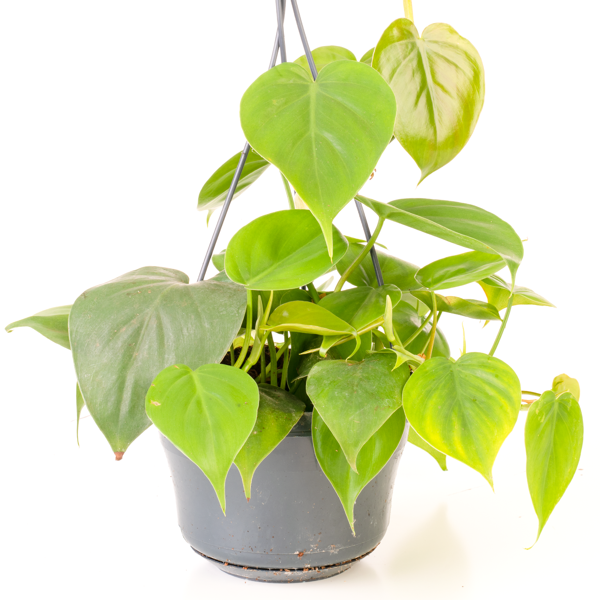 Gardenersdream - Philodendron Scandens - Philodendron Grimpant | Plante D'Intérieur Suspendue Pour Maison Ou Bureau De 15 Cm - GardenersDream - Imagen 1