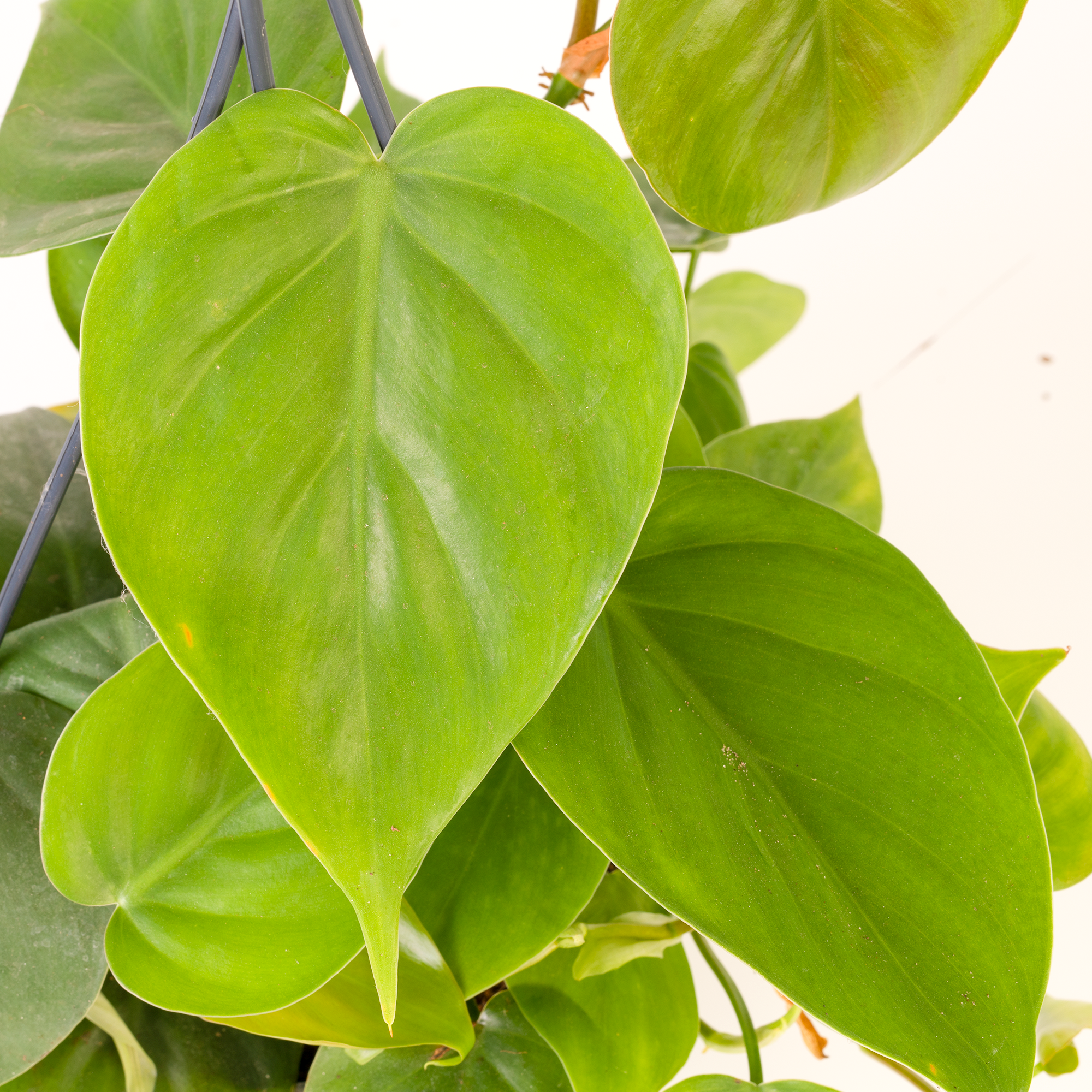 Gardenersdream - Philodendron Scandens - Philodendron Grimpant | Plante D'Intérieur Suspendue Pour Maison Ou Bureau De 15 Cm - GardenersDream - Imagen 2