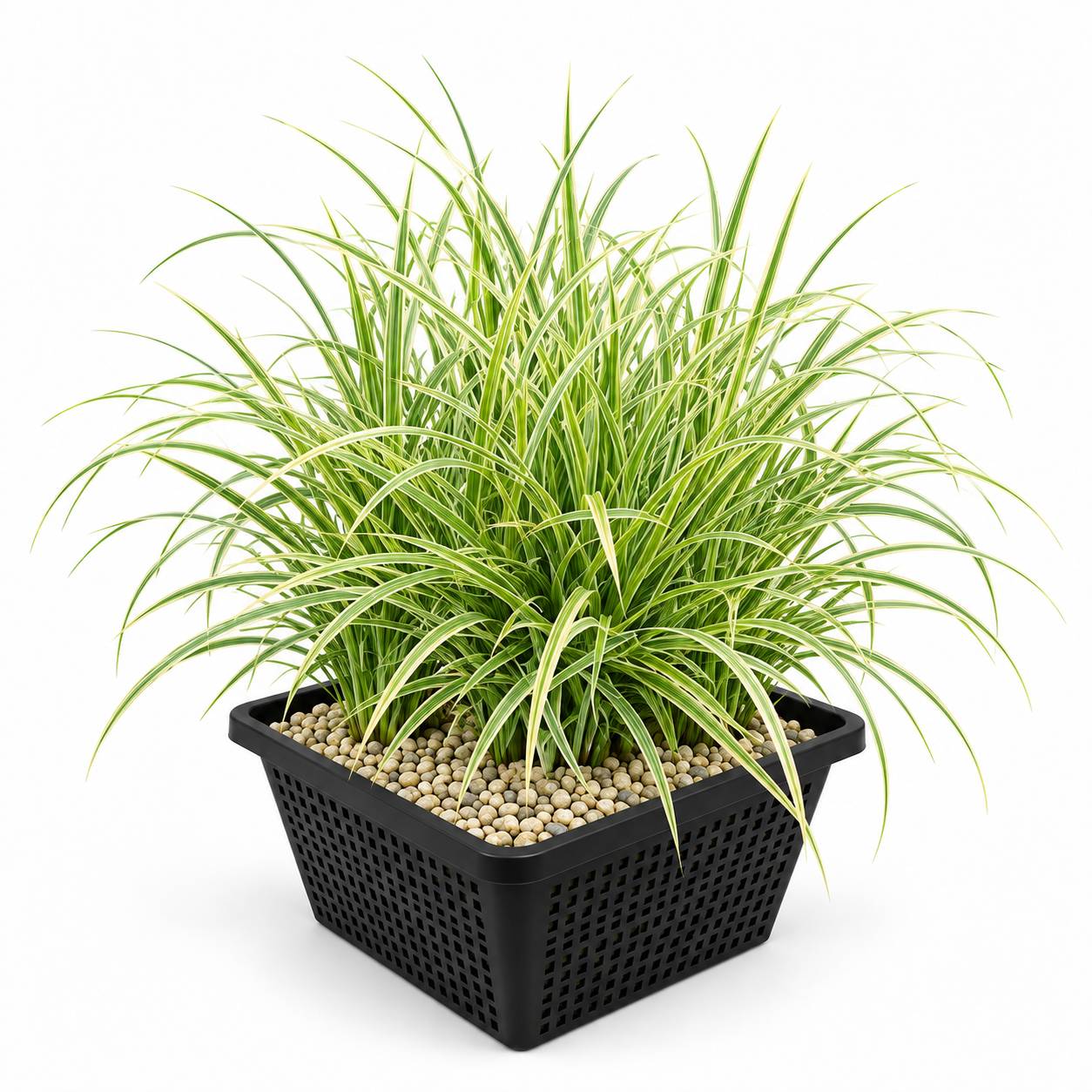 Laîche - Carex - Lot de 4 avec panier - Image 1