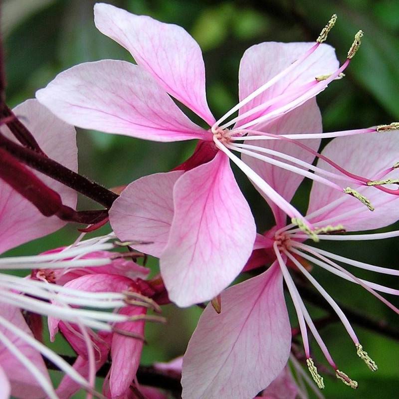Gaura Rose Compact à fleurs Rouge/ - feuillage Caduc - Pot de 3L - 20/40 cm - Imagen 1