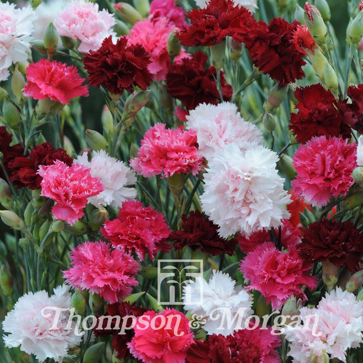 Graines d'Oeillet mignardise Sonata mélange - Dianthus plumarius le sachet de 150 graines environ (0,2g)