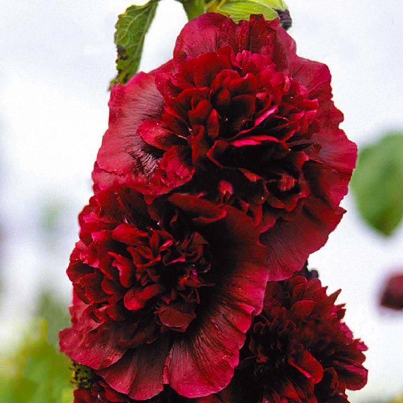 3 Roses Trémière Charter's Double Pourpre (Alcea Rosea Charter's) - Lot de 3 vivaces - Pépinières Naudet - Imagen 1