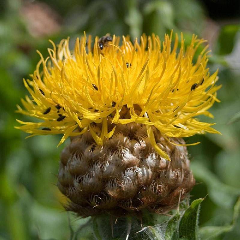 Centaurée à grosse tête à fleurs Jaune/ - feuillage Persistant - Godet - 5/20 cm - Imagen 4