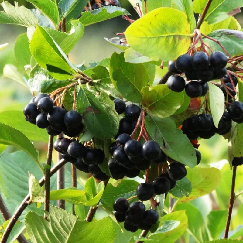 Aronie à feuille de prunier Nero, Aronia à fleurs Blanche/ - feuillage Caduc - Pot de 1,5L - 20/50 cm - Image 2