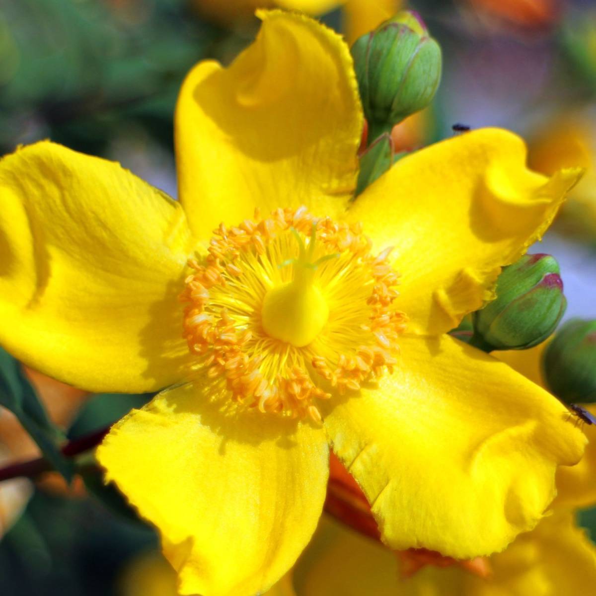 Millepertuis Hidcote, Hypericum à fleurs Jaune - feuillage Persistant - Pot de 4L - 40/60 cm- hauteur à maturité De 0,50 m à 1,00 m - Image 8