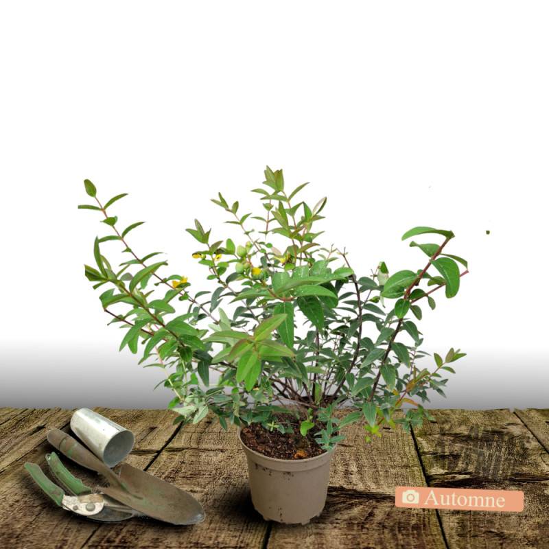 Millepertuis Hidcote, Hypericum à fleurs Jaune - feuillage Persistant - Pot de 4L - 40/60 cm- hauteur à maturité De 0,50 m à 1,00 m - Image 2