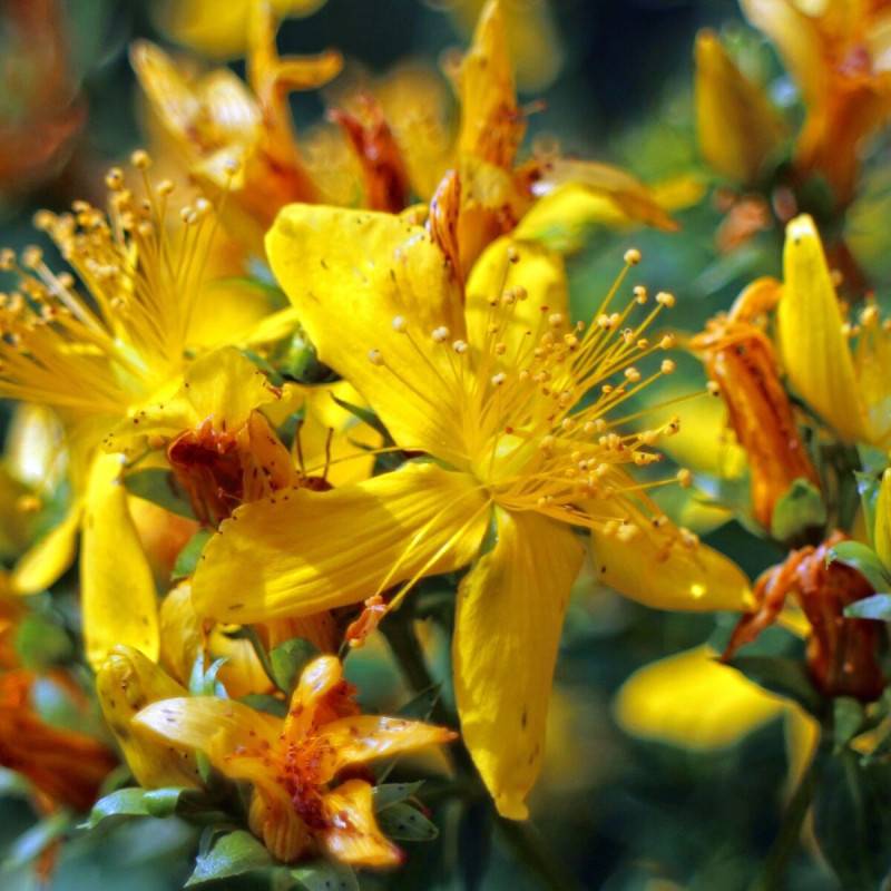 Millepertuis Hidcote, Hypericum à fleurs Jaune - feuillage Persistant - Pot de 4L - 40/60 cm- hauteur à maturité De 0,50 m à 1,00 m - Image 1