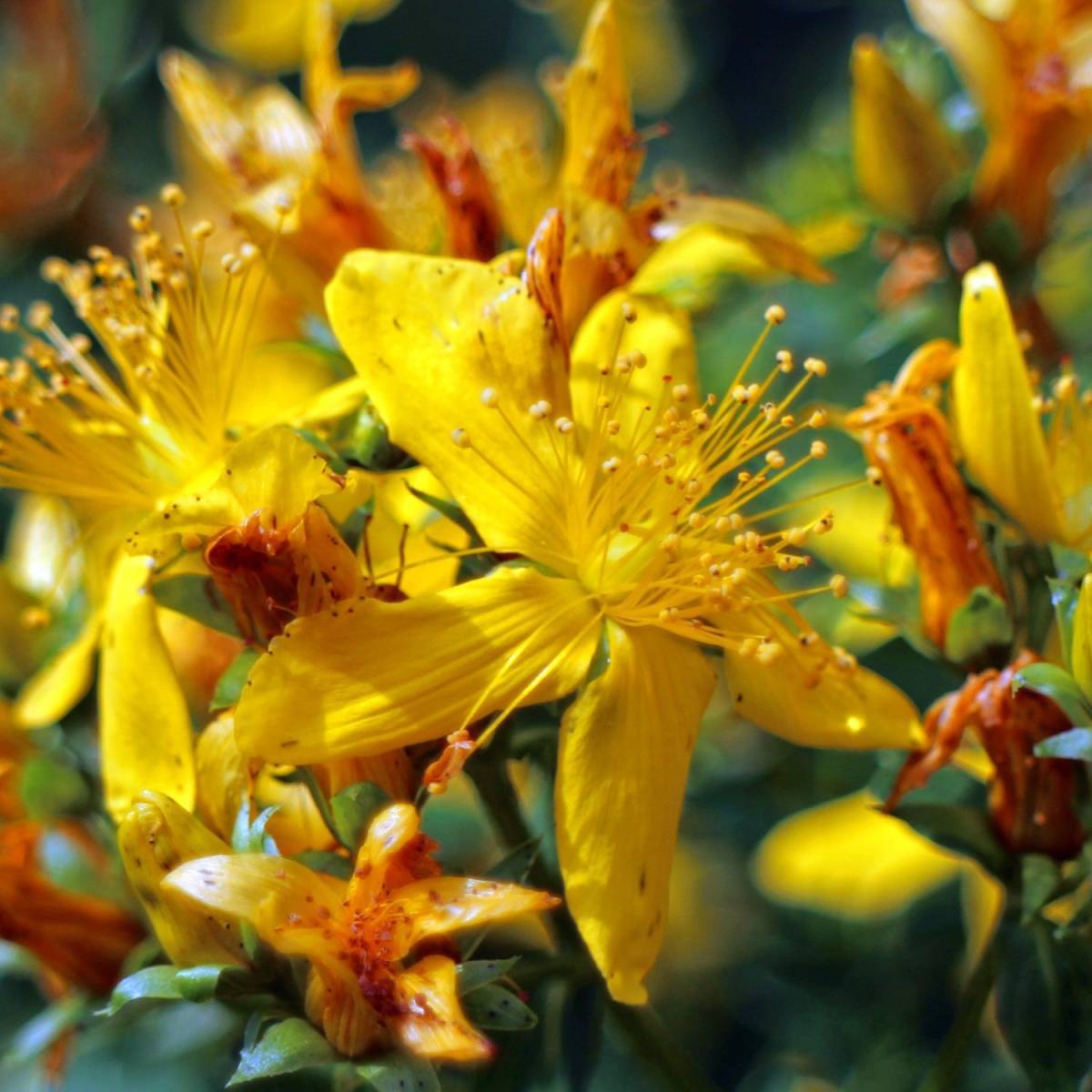 Millepertuis Hidcote, Hypericum à fleurs Jaune - feuillage Persistant - Pot de 4L - 40/60 cm- hauteur à maturité De 0,50 m à 1,00 m - Image 6