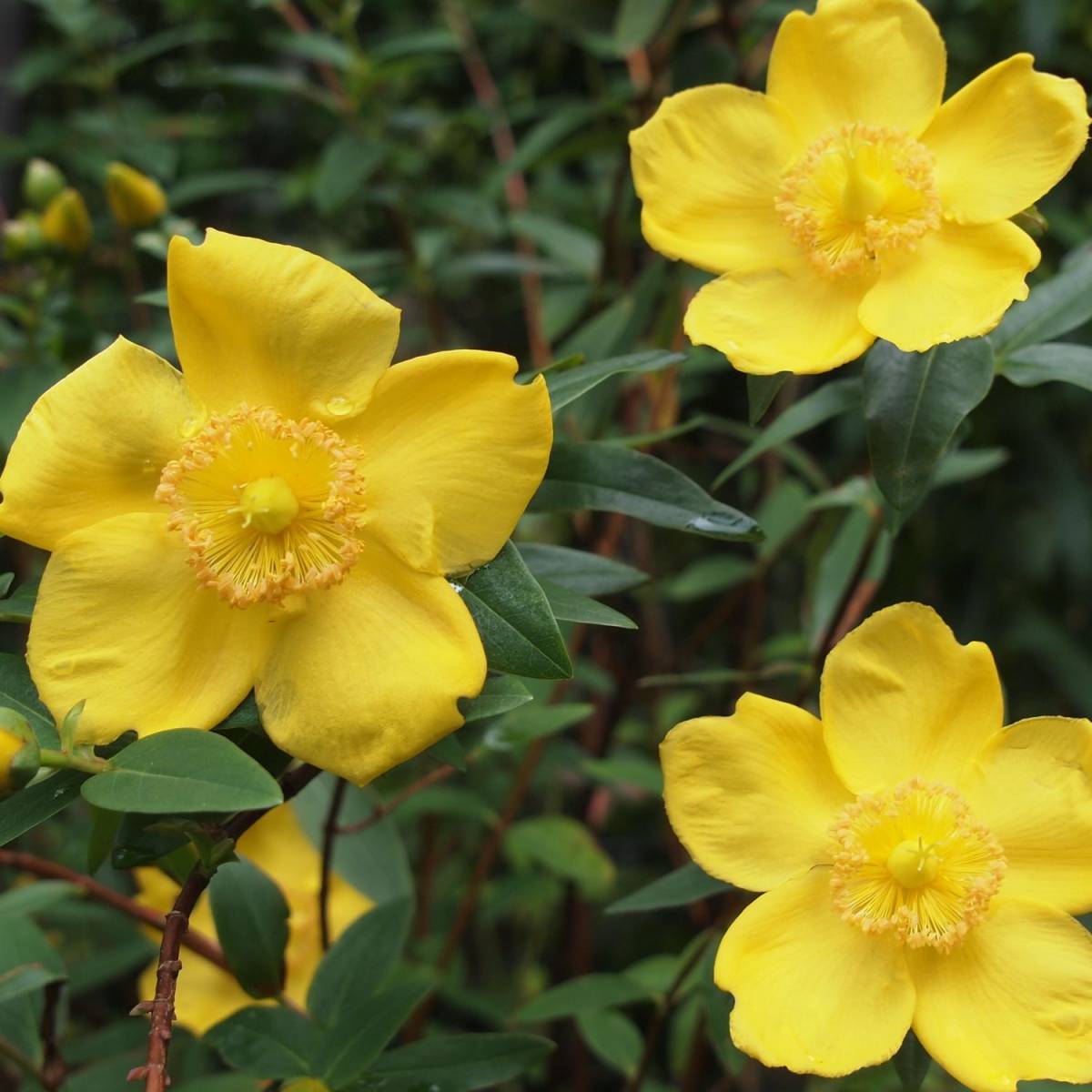Millepertuis Hidcote, Hypericum à fleurs Jaune - feuillage Persistant - Pot de 4L - 40/60 cm- hauteur à maturité De 0,50 m à 1,00 m - Image 7