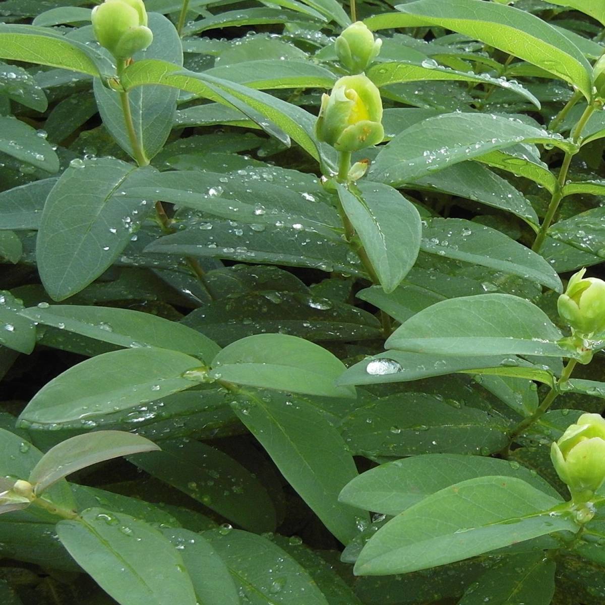 Millepertuis Hidcote, Hypericum à fleurs Jaune - feuillage Persistant - Pot de 4L - 40/60 cm- hauteur à maturité De 0,50 m à 1,00 m - Image 10