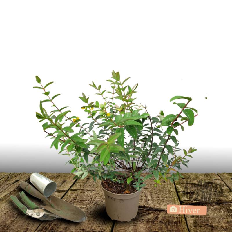 Millepertuis Hidcote, Hypericum à fleurs Jaune - feuillage Persistant - Pot de 4L - 40/60 cm- hauteur à maturité De 0,50 m à 1,00 m - Image 4
