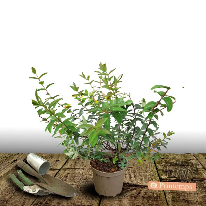 Millepertuis Hidcote, Hypericum à fleurs Jaune - feuillage Persistant - Pot de 4L - 40/60 cm- hauteur à maturité De 0,50 m à 1,00 m - Image 5
