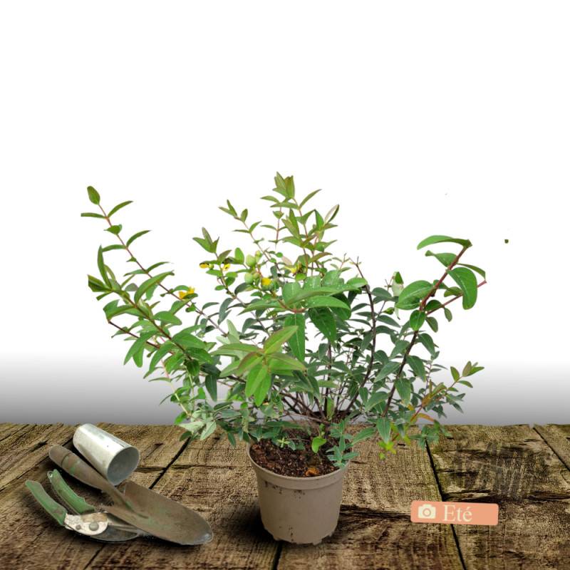 Millepertuis Hidcote, Hypericum à fleurs Jaune - feuillage Persistant - Pot de 4L - 40/60 cm- hauteur à maturité De 0,50 m à 1,00 m - Image 3
