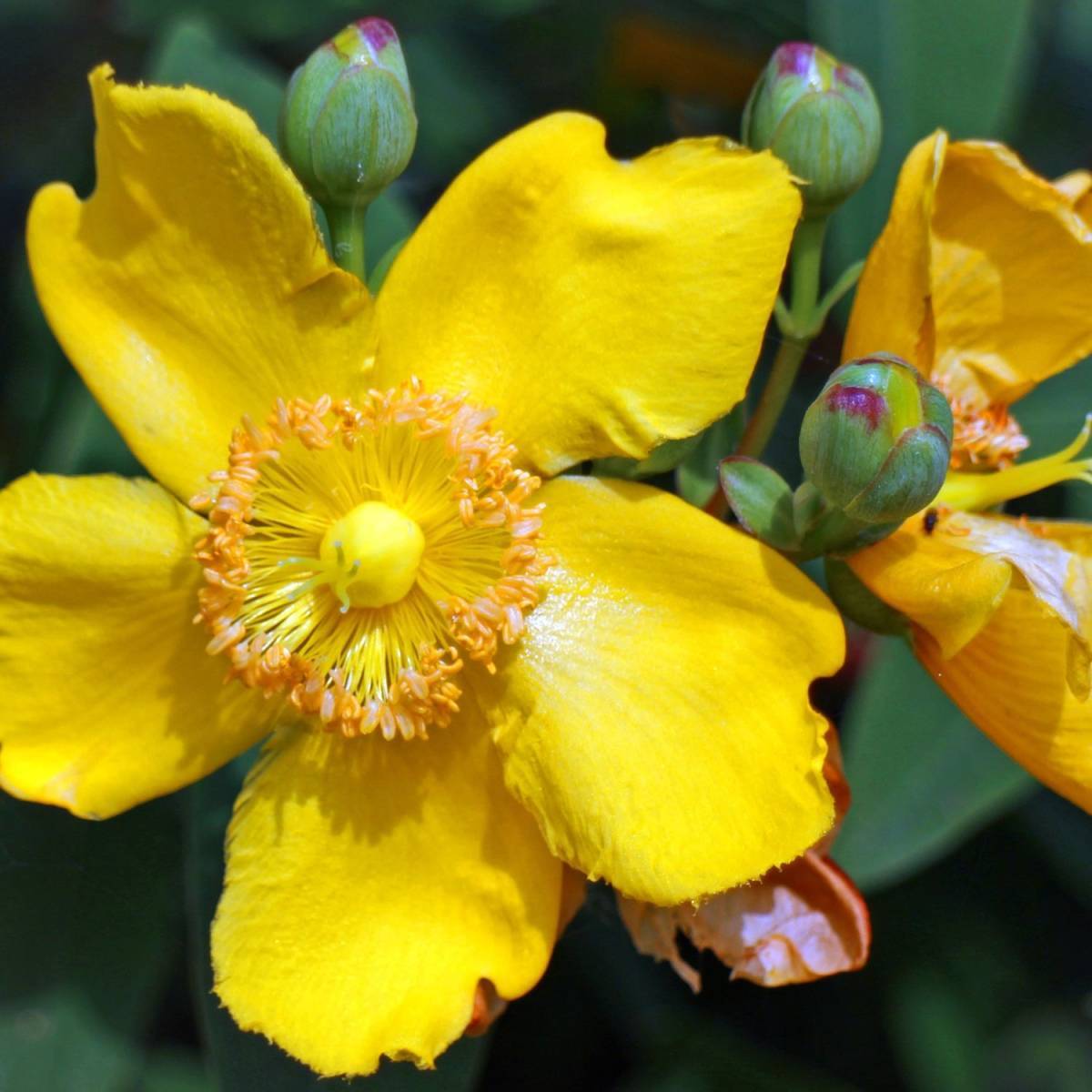 Millepertuis Hidcote, Hypericum à fleurs Jaune - feuillage Persistant - Pot de 4L - 40/60 cm-  hauteur à maturité De 0,50 m à 1,00 m - Imagen 9