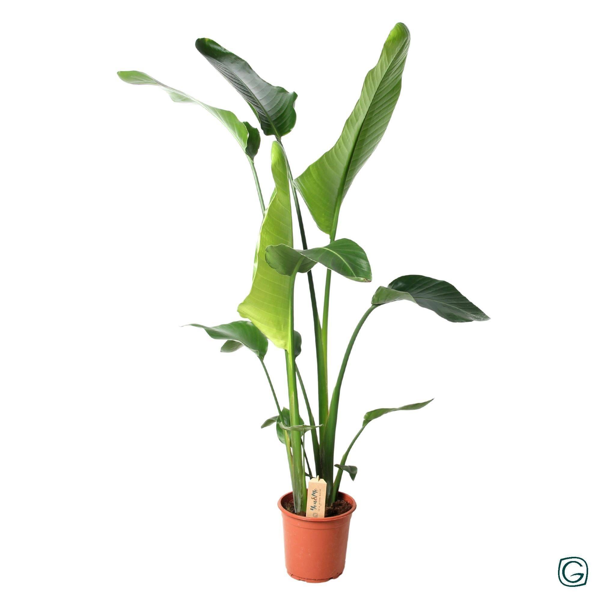 La Green Touch - Strelitzia Nicolai - D21 H100cm