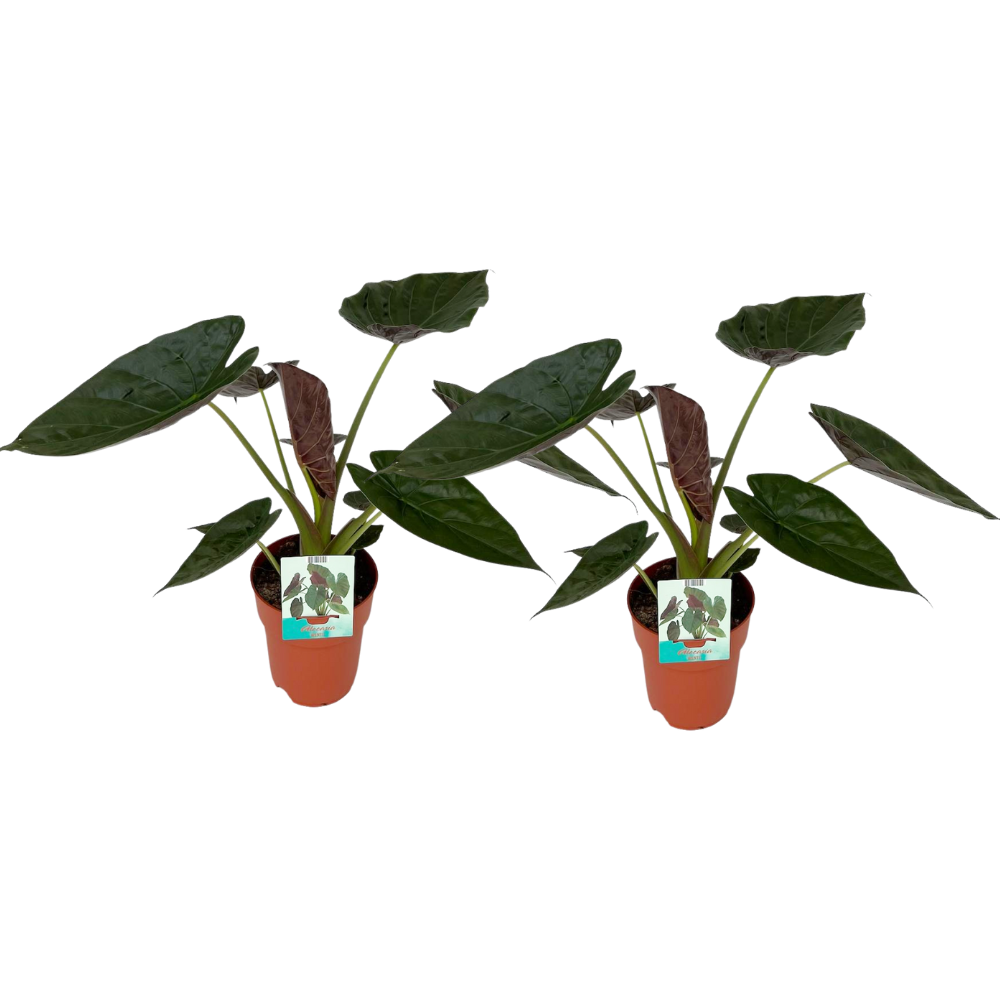 La Green Touch - Duo d'Alocasia wentii - Oreille d'éléphant - H 85 cm, pot Ø19 cm