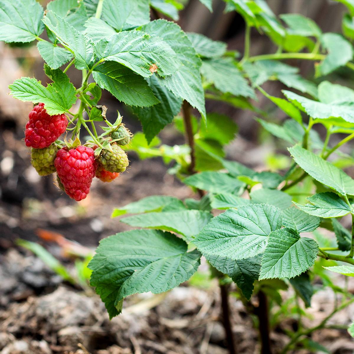 Framboisier nain remontant Bella Aromatica - Rubus idaeus  Pot de 2L/3L