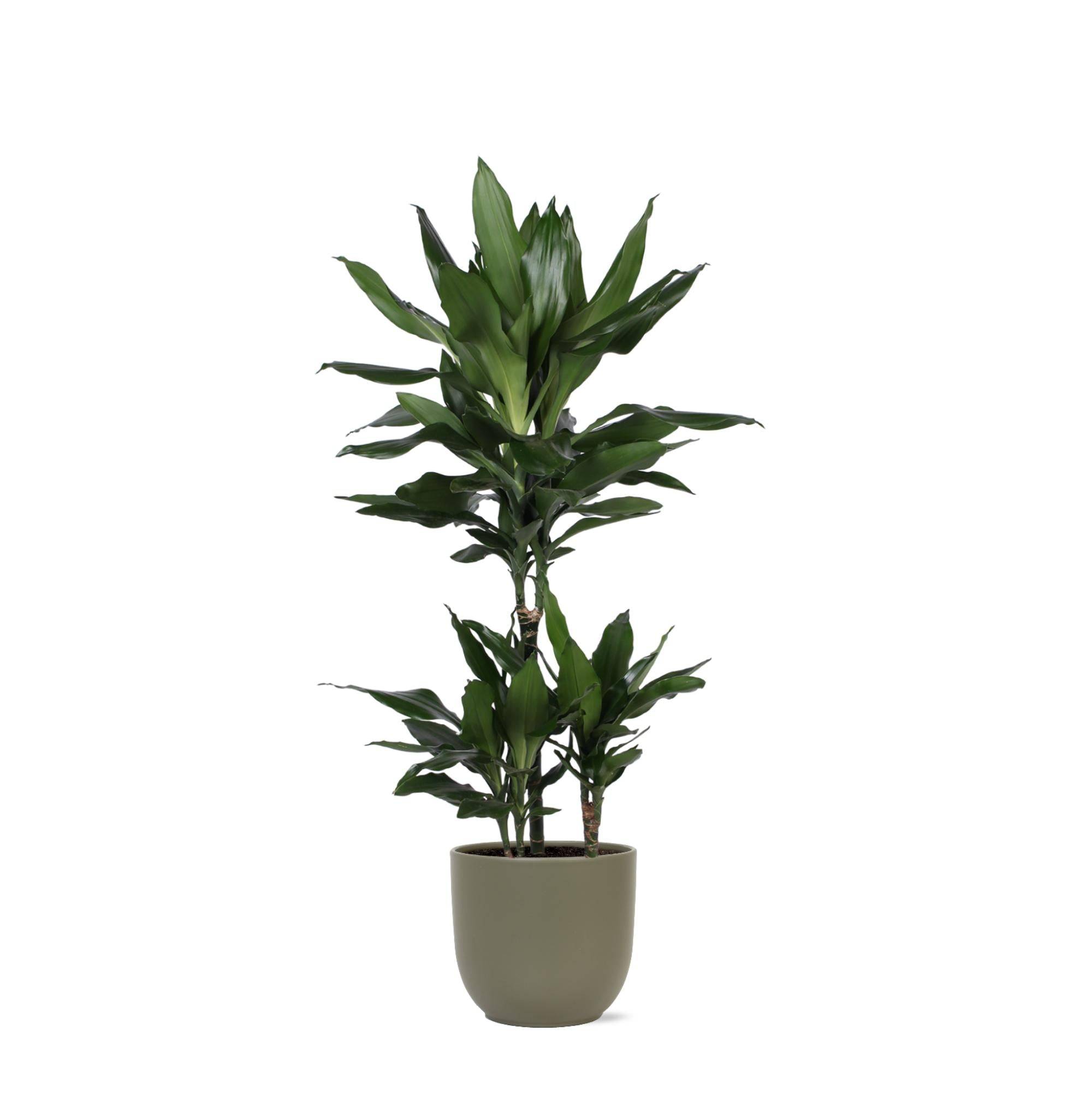 La Green Touch - Dracaena Janet Lind et son pot- La Green Touch Olive - Hauteur 90cm