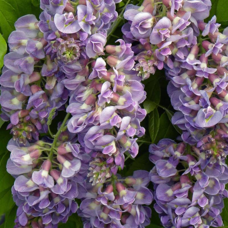 Glycine d'Amérique Amethyst Fall® à fleurs Violette - feuillage Caduc - Godet - 5/20 cm- hauteur à maturité De 3,00 m à 5,00 m - Image 7