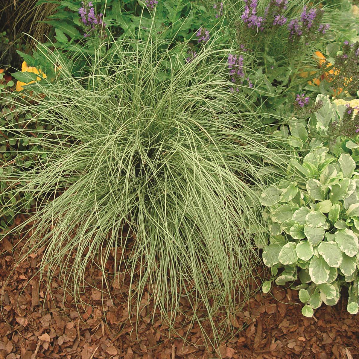 Promesse de Fleurs - Carex comans Amazon Mist - Laîche de Nouvelle-Zélande Godet de 8/9 cm