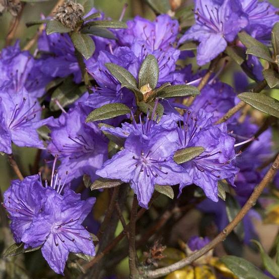 Rhododendron russatum Lauretta - Rhododendron nain Pot de 2L/3L