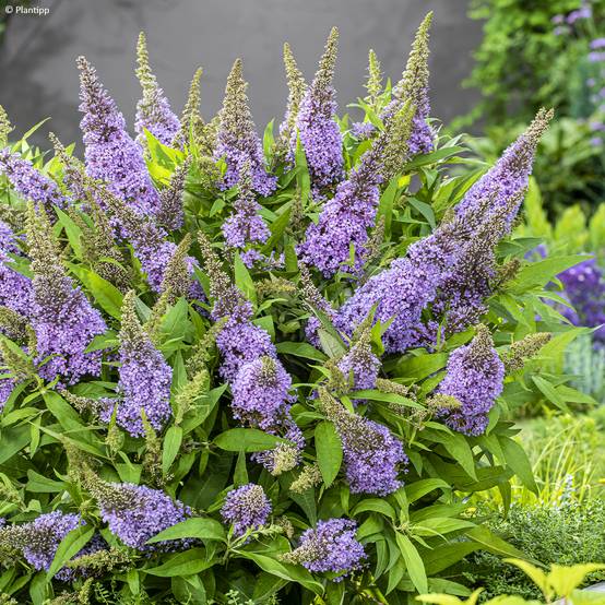Buddleja davidii Butterfly Candy Little Lila - Arbre aux papillons nain Godet de 8/9 cm