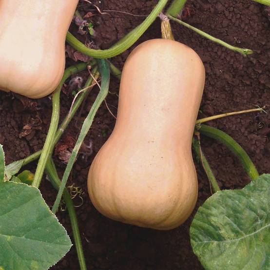 Promesse de Fleurs - Courge Butternut Havana F1 le sachet de 5 graines environ